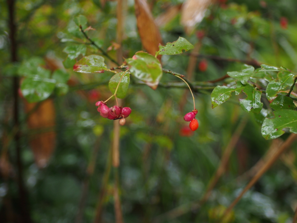 f:id:elmikamino:20121023111543j:image:w600