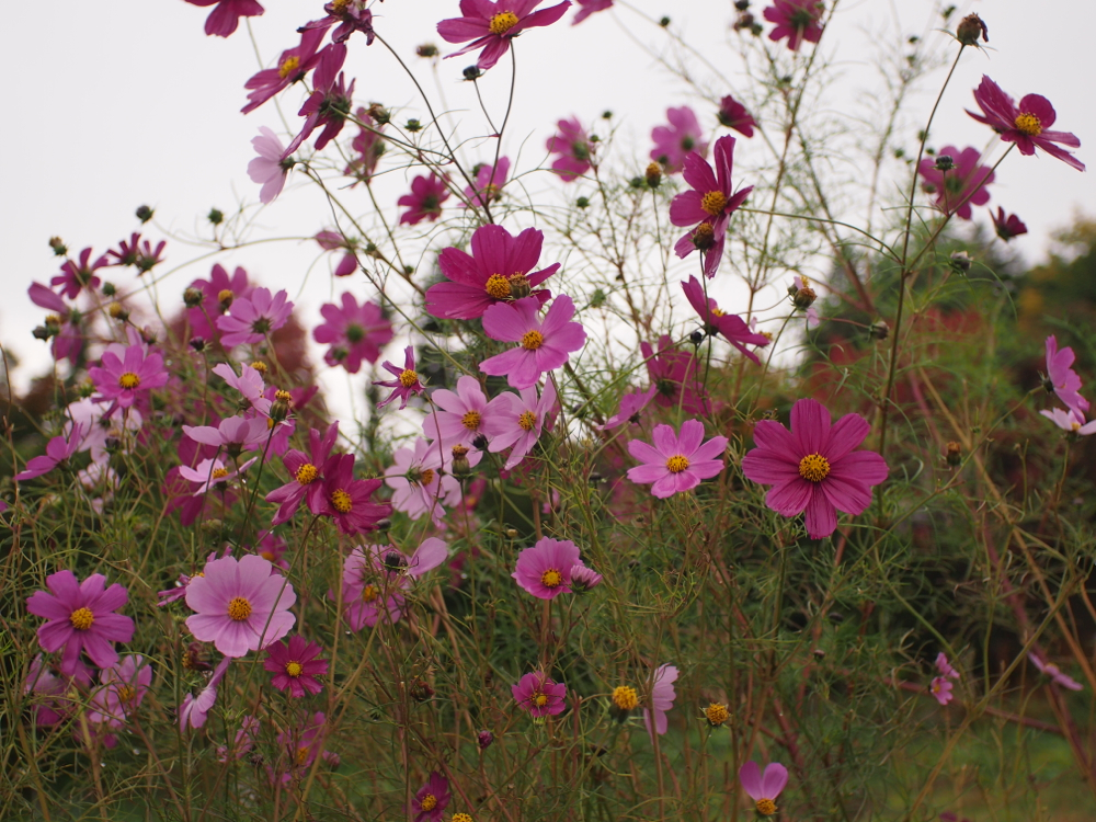 f:id:elmikamino:20121023113603j:image:w600