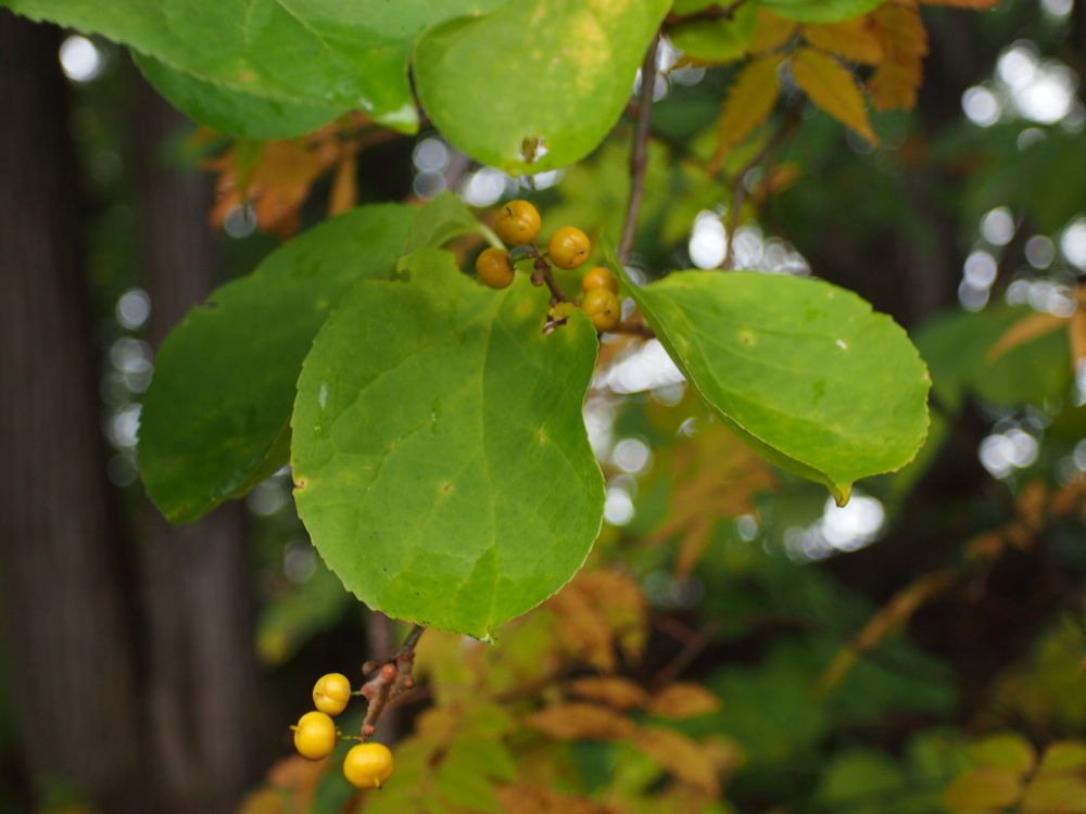 f:id:elmikamino:20121023114429j:image:w600