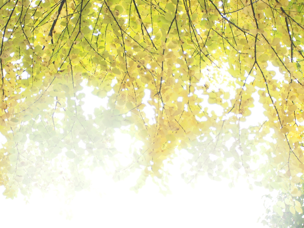 f:id:elmikamino:20121023114641j:image:w600