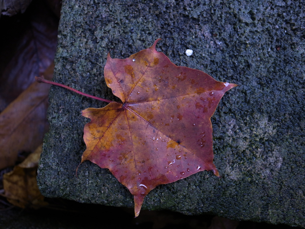 f:id:elmikamino:20121024085449j:image:w600