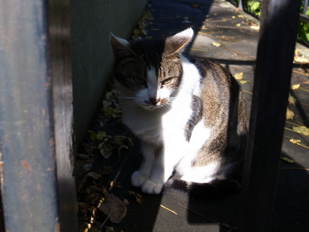 f:id:elmikamino:20121026113300j:image:w600