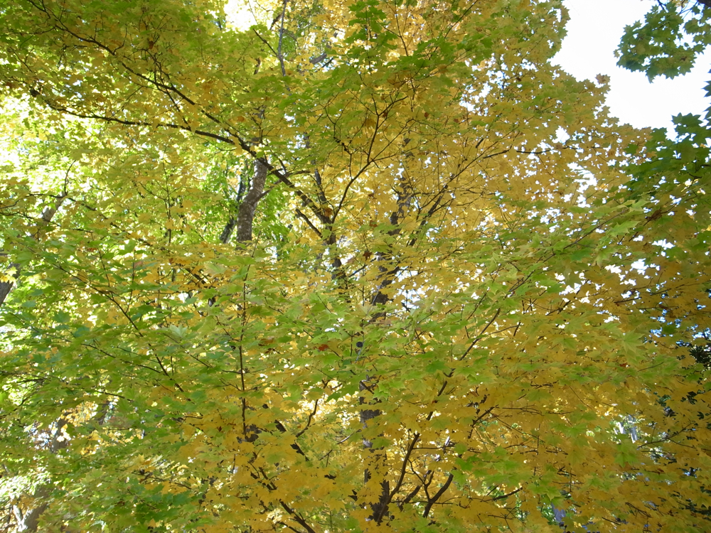 f:id:elmikamino:20121027104625j:image:w600
