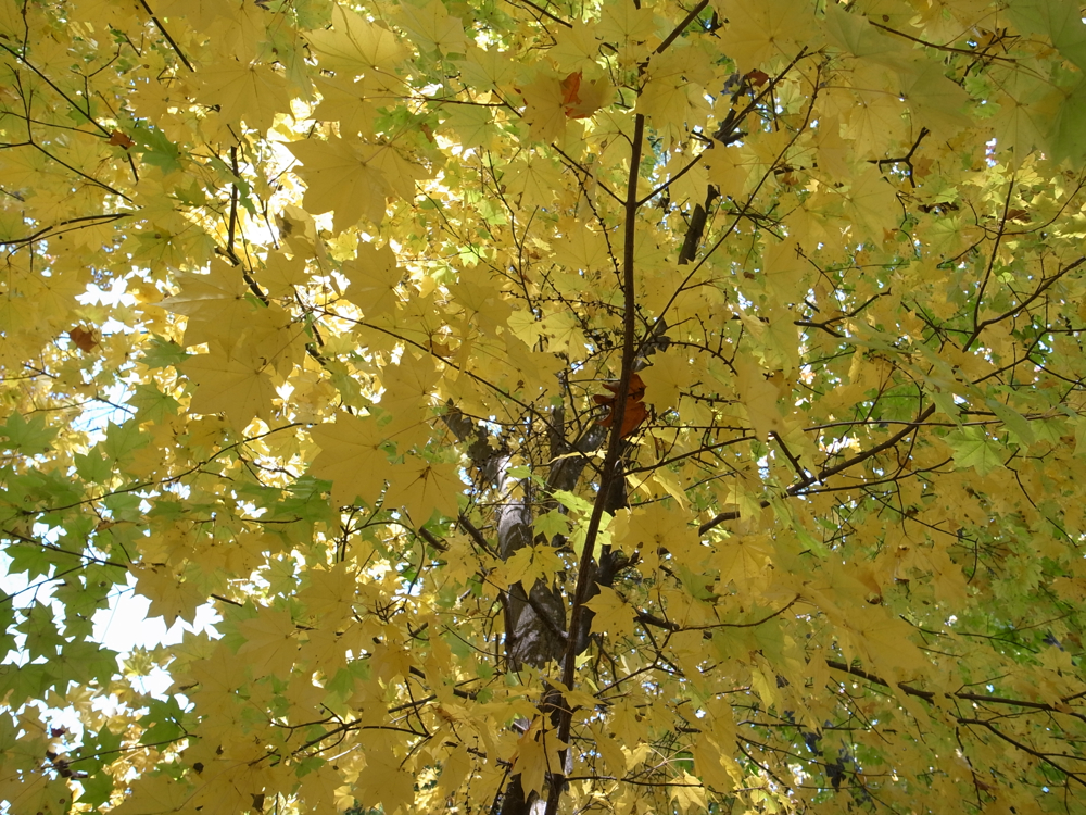f:id:elmikamino:20121027104732j:image:w600
