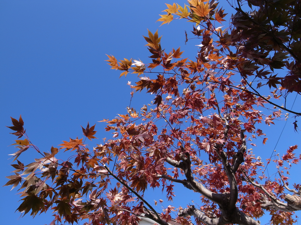 f:id:elmikamino:20121027105652j:image:w600