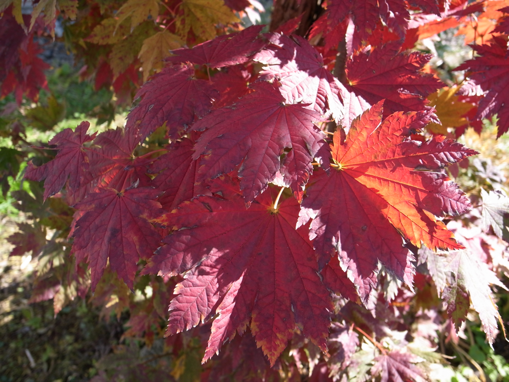 f:id:elmikamino:20121027105826j:image:w600