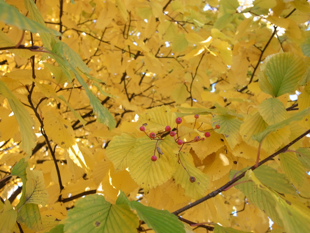 f:id:elmikamino:20121027120407j:image:w600
