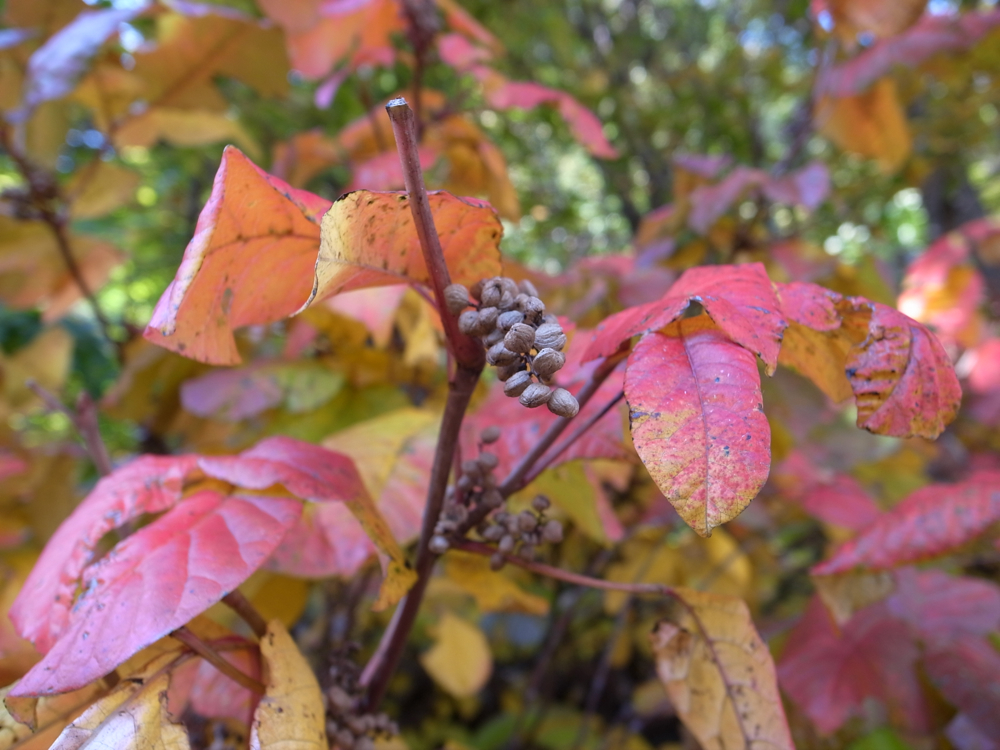 f:id:elmikamino:20121027121657j:image:w600