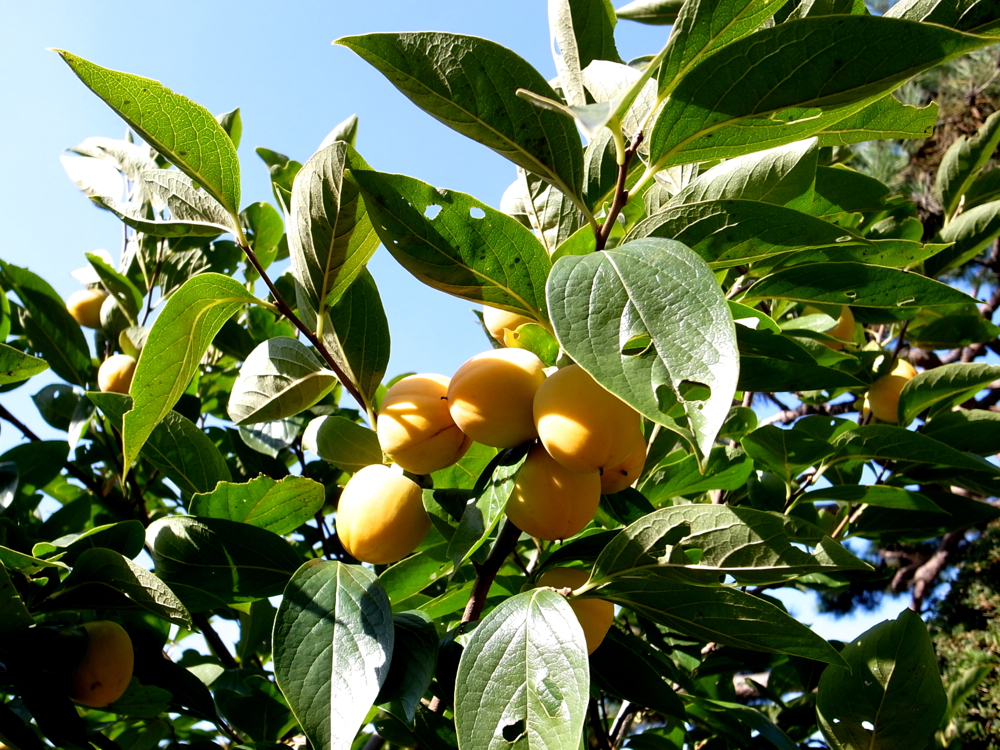 f:id:elmikamino:20121027122205j:image:w600