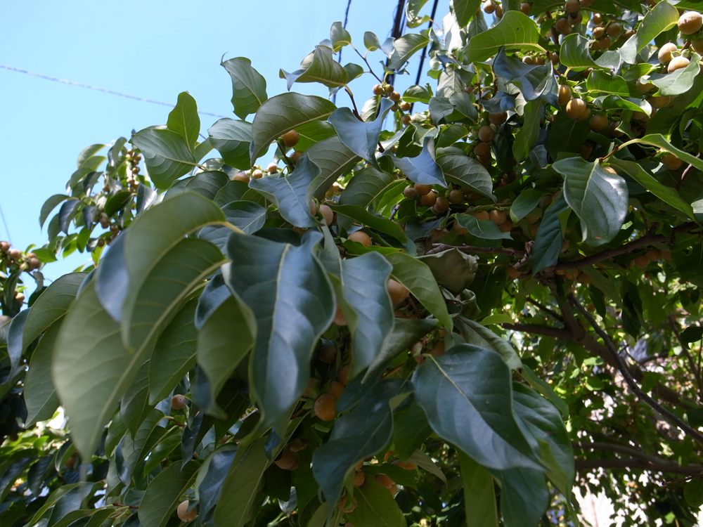 f:id:elmikamino:20121027125610j:image:w600