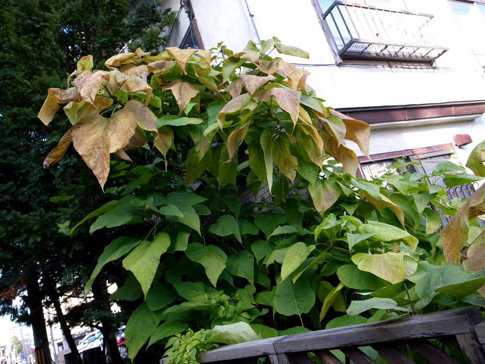 f:id:elmikamino:20121027145314j:image:w600