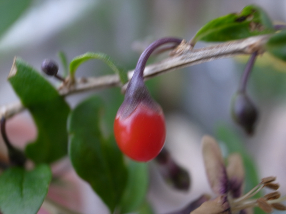 f:id:elmikamino:20121028111148j:image:w600