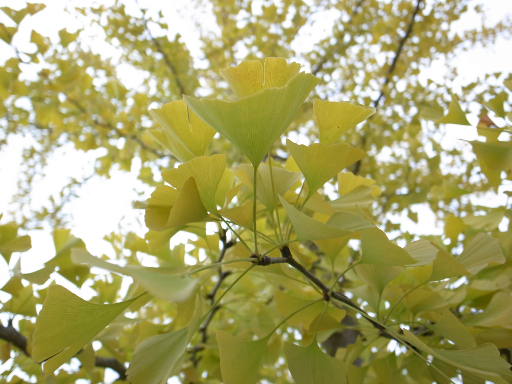 f:id:elmikamino:20121028111920j:image:w600