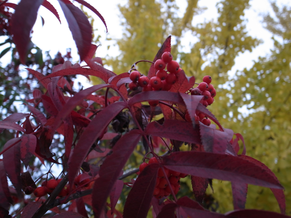 f:id:elmikamino:20121028114310j:image:w600