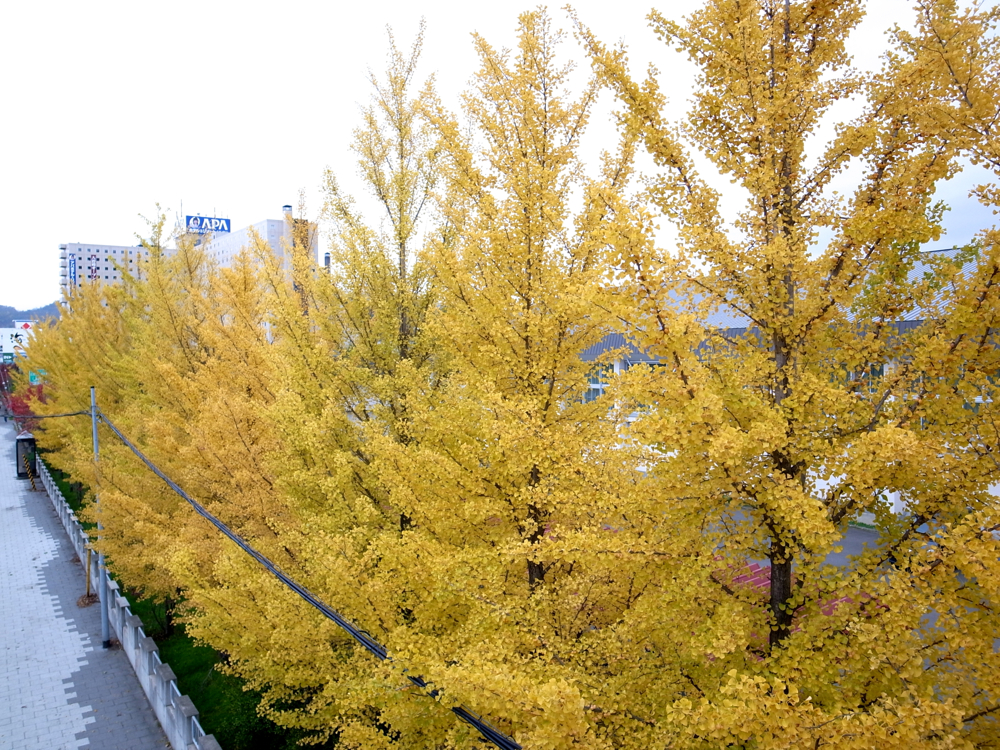 f:id:elmikamino:20121028114544j:image:w600