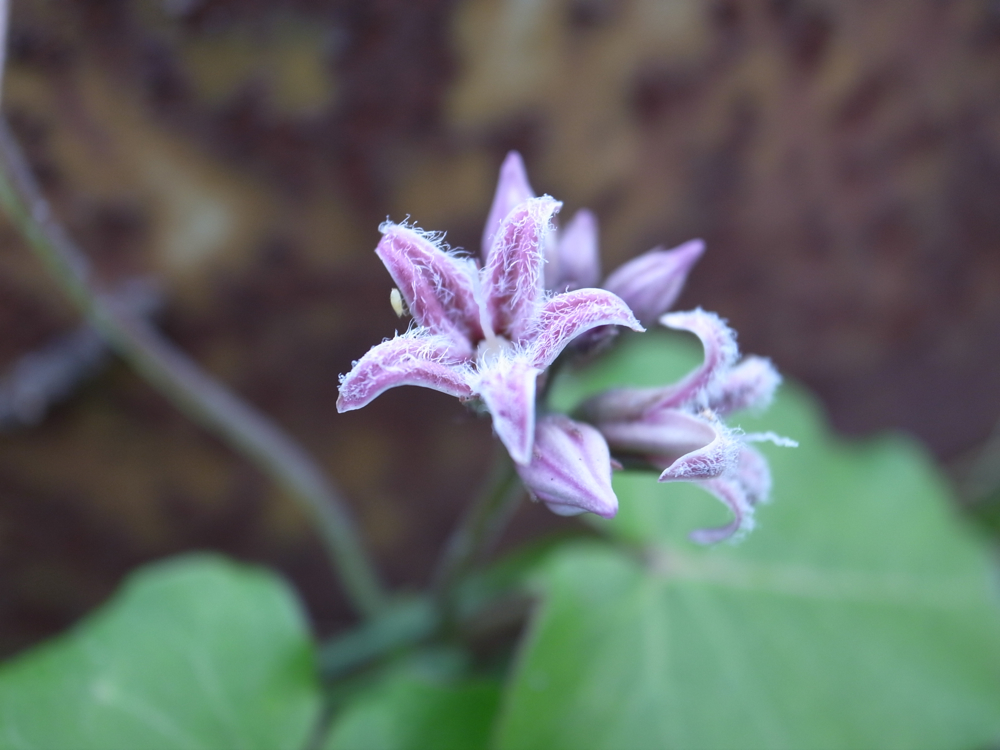 f:id:elmikamino:20121028115506j:image:w600