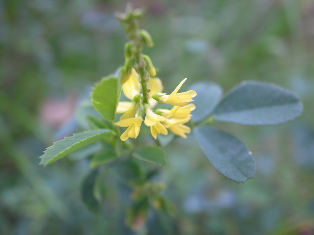 f:id:elmikamino:20121028115629j:image:w600