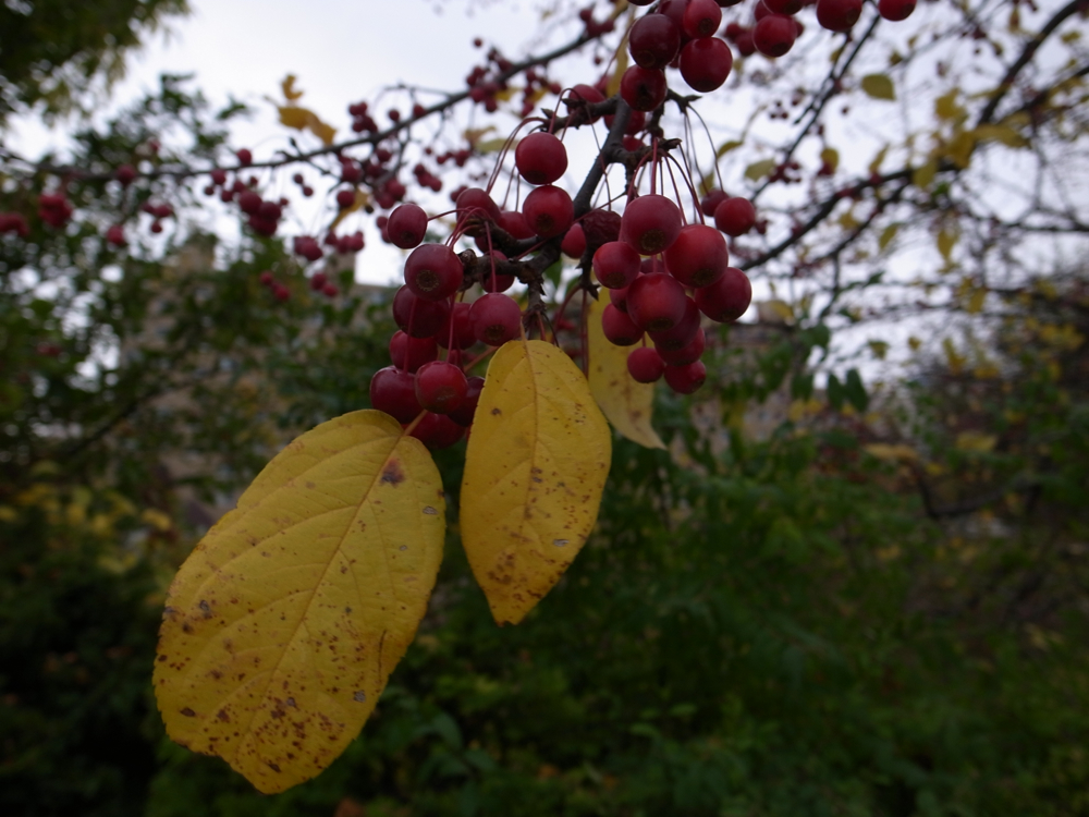 f:id:elmikamino:20121028120708j:image:w600