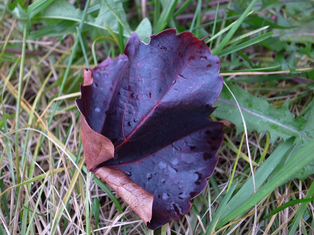 f:id:elmikamino:20121028121524j:image:w600