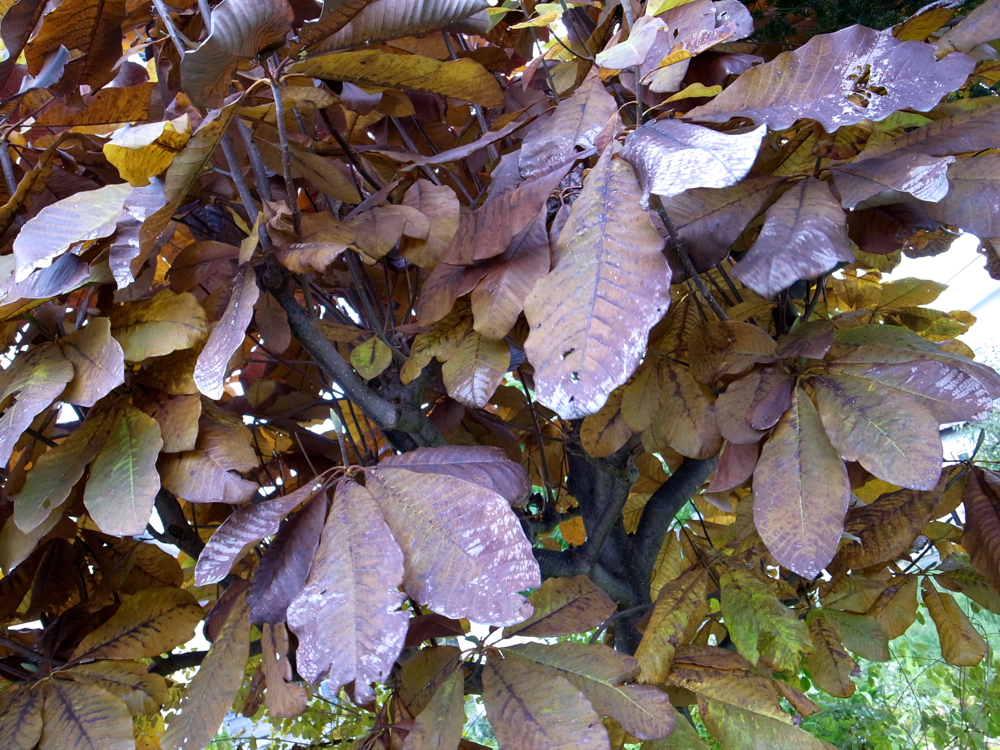 f:id:elmikamino:20121028121732j:image:w600