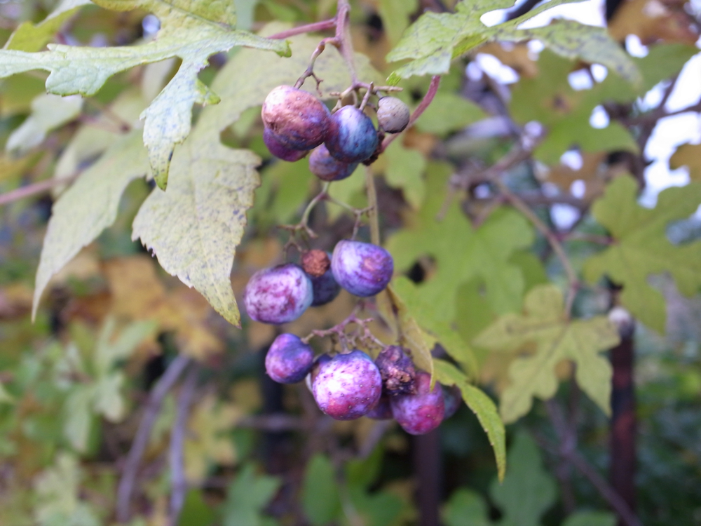f:id:elmikamino:20121028121846j:image:w600