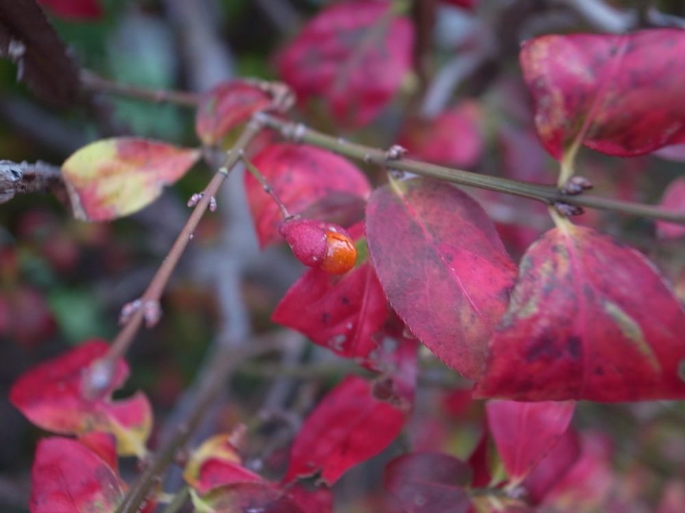 f:id:elmikamino:20121028122015j:image:w600