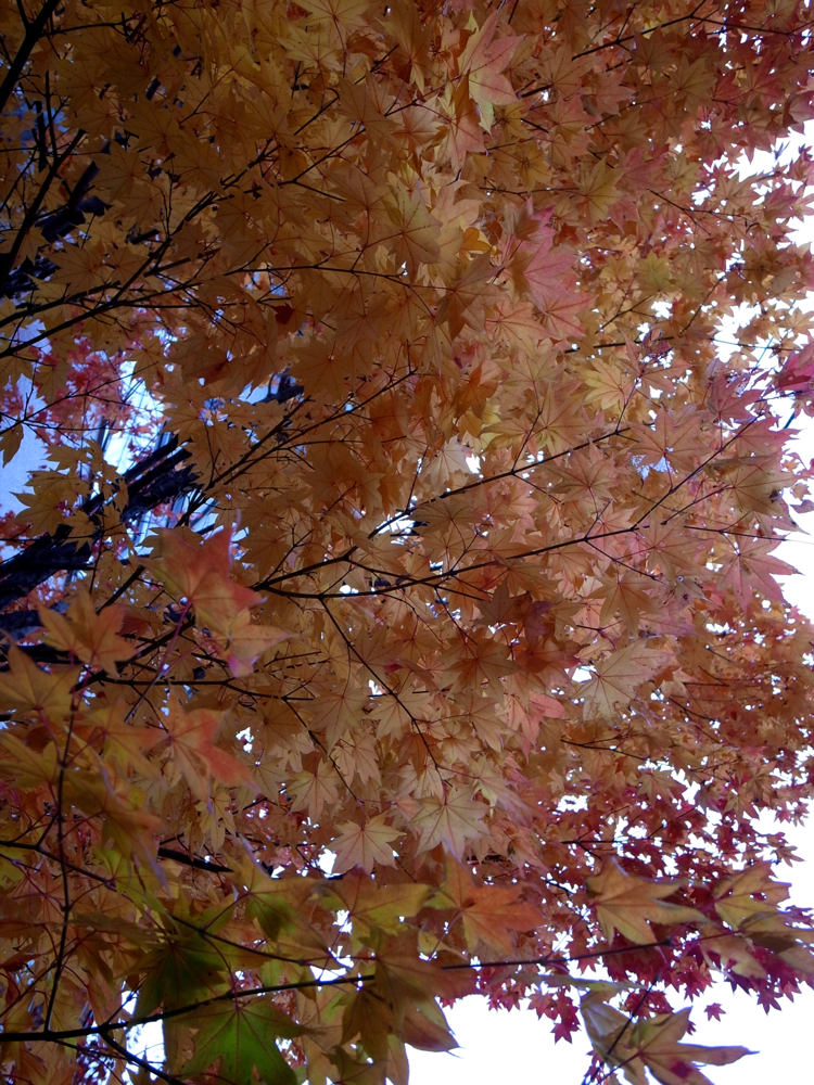 f:id:elmikamino:20121028122150j:image:w600