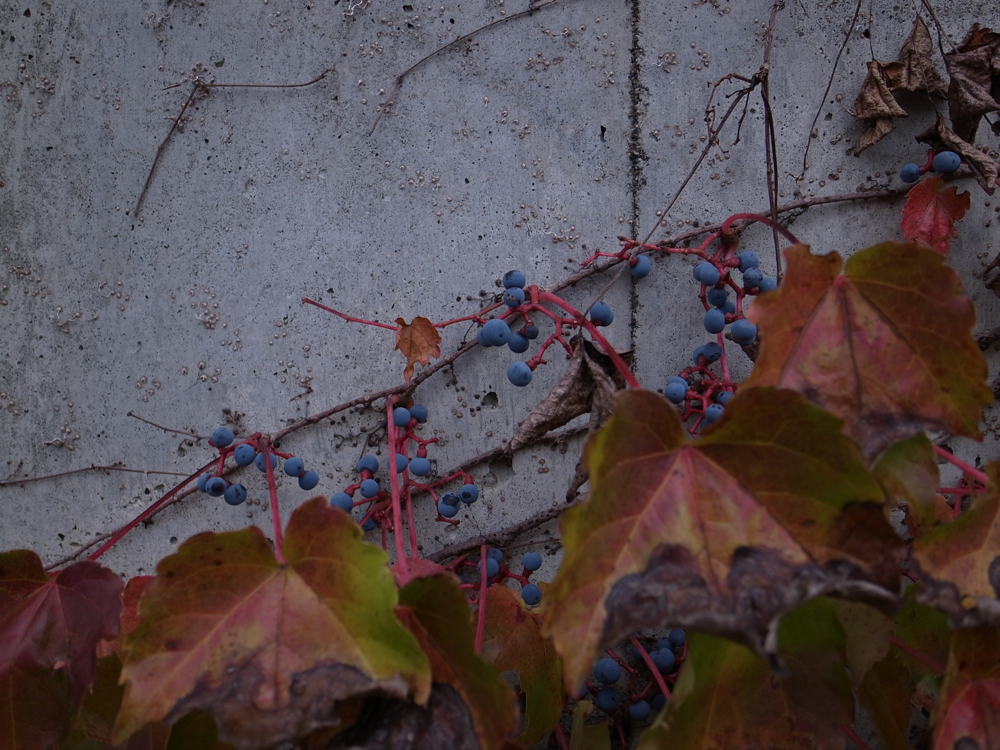 f:id:elmikamino:20121028122215j:image:w600