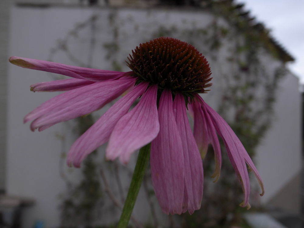 f:id:elmikamino:20121028123107j:image:w600
