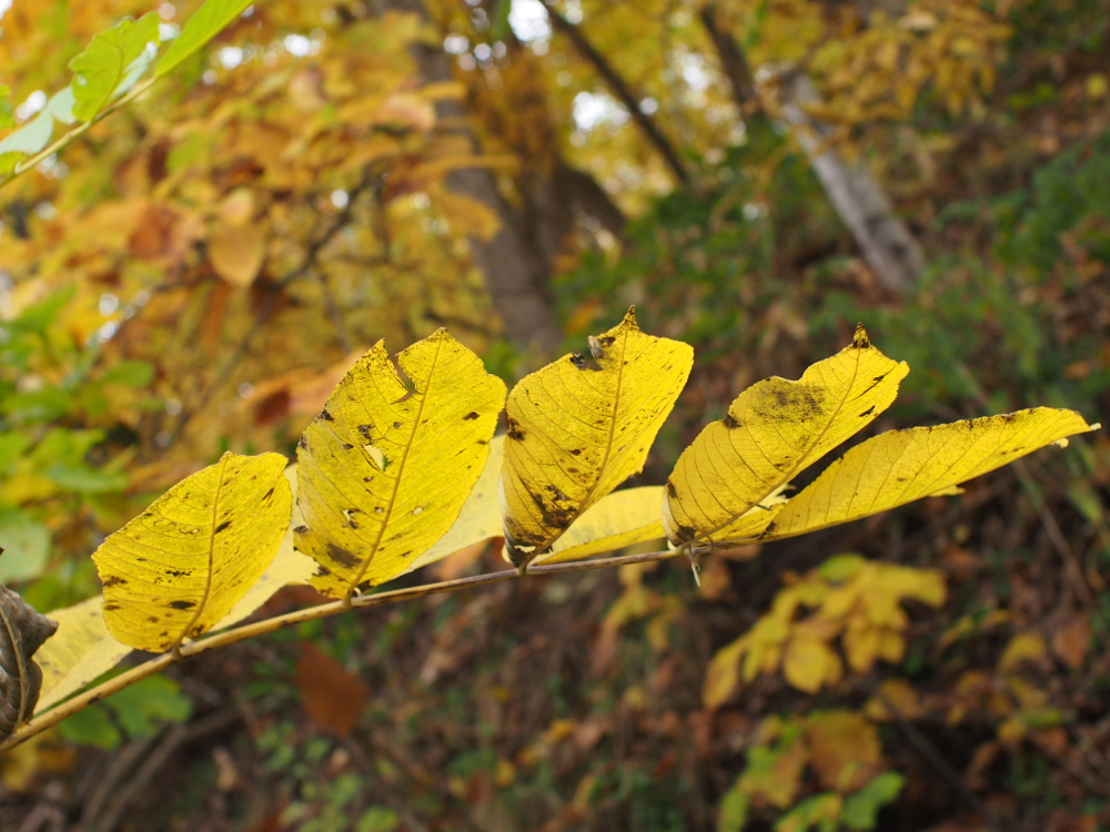 f:id:elmikamino:20121030100711j:image:w600