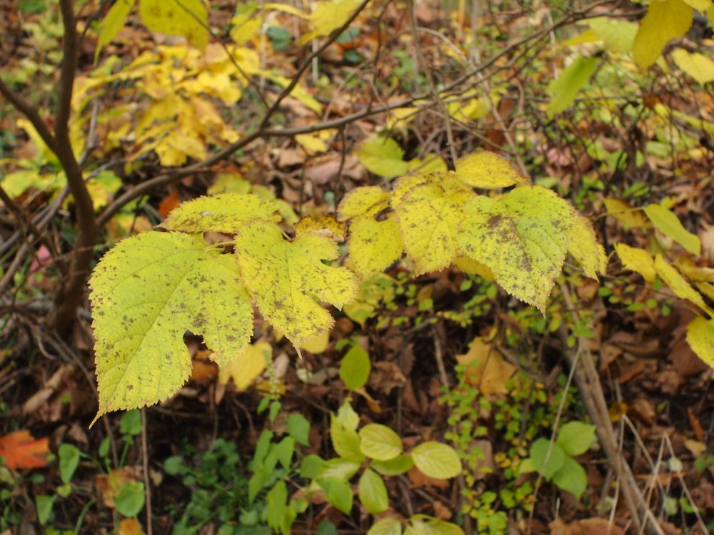 f:id:elmikamino:20121030100803j:image:w600
