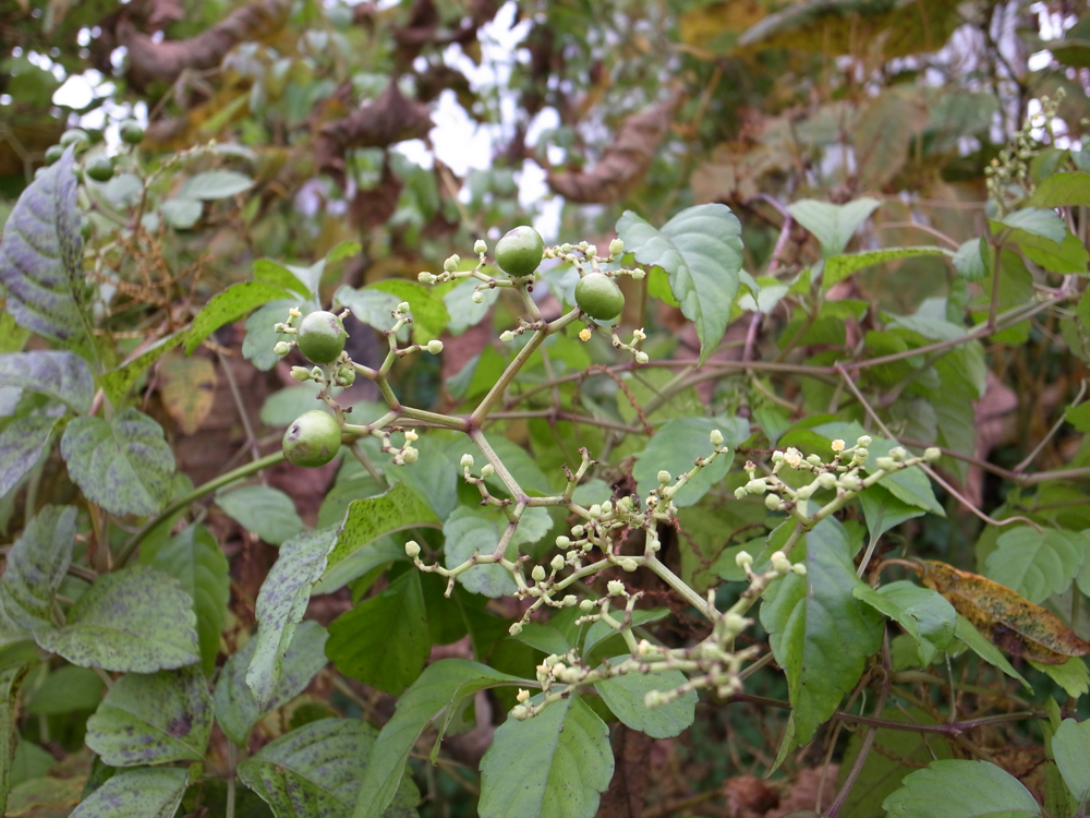 f:id:elmikamino:20121031102724j:image:w600