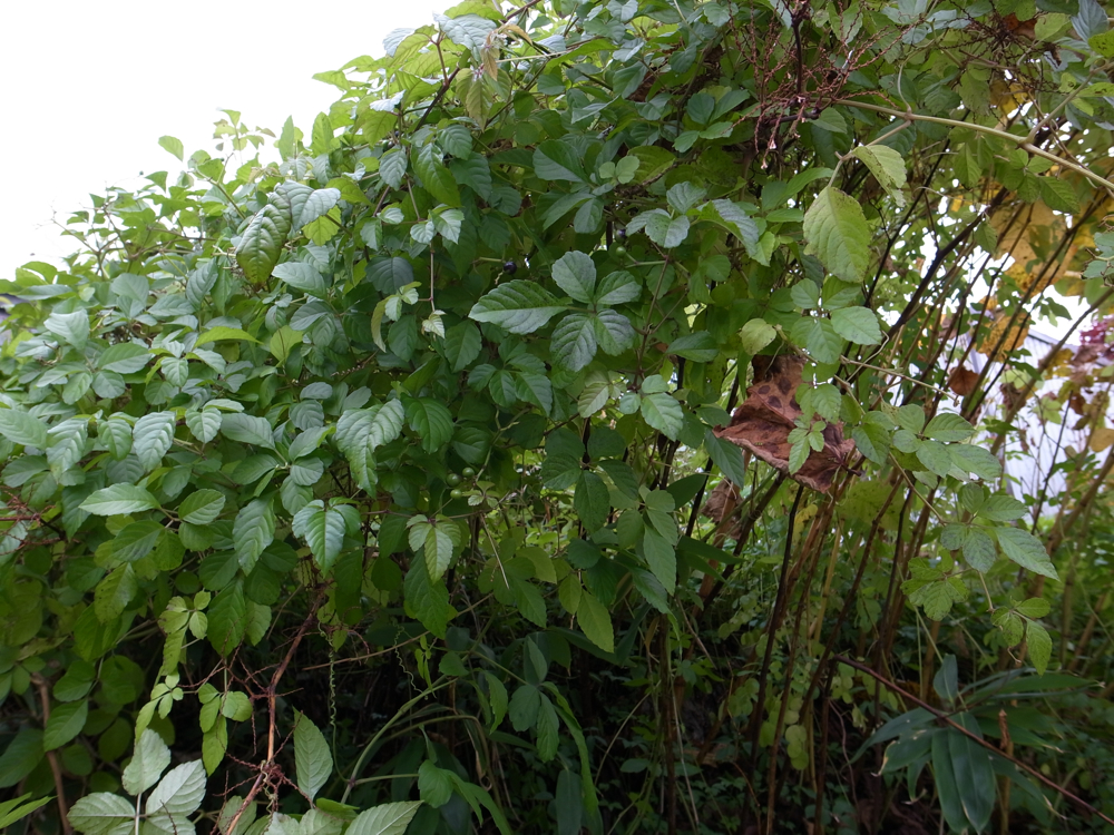 f:id:elmikamino:20121031102853j:image:w600