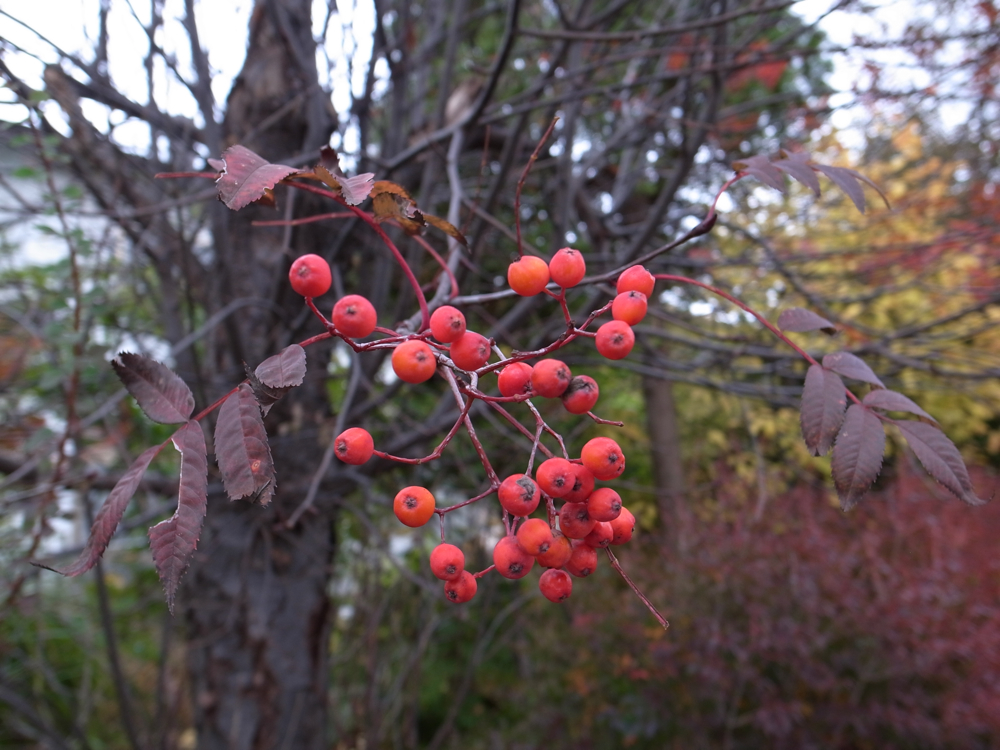 f:id:elmikamino:20121031103003j:image:w600