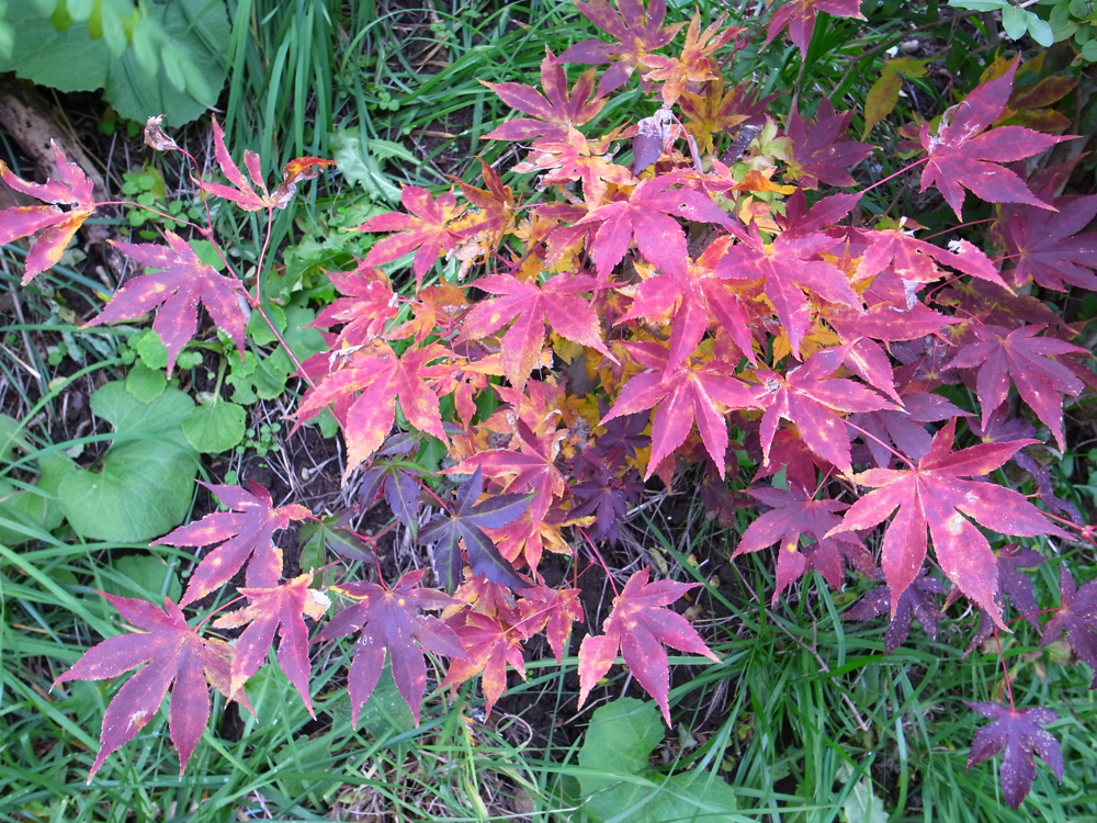 f:id:elmikamino:20121031103348j:image:w600