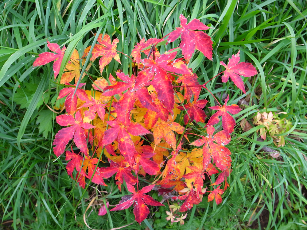f:id:elmikamino:20121031103407j:image:w600