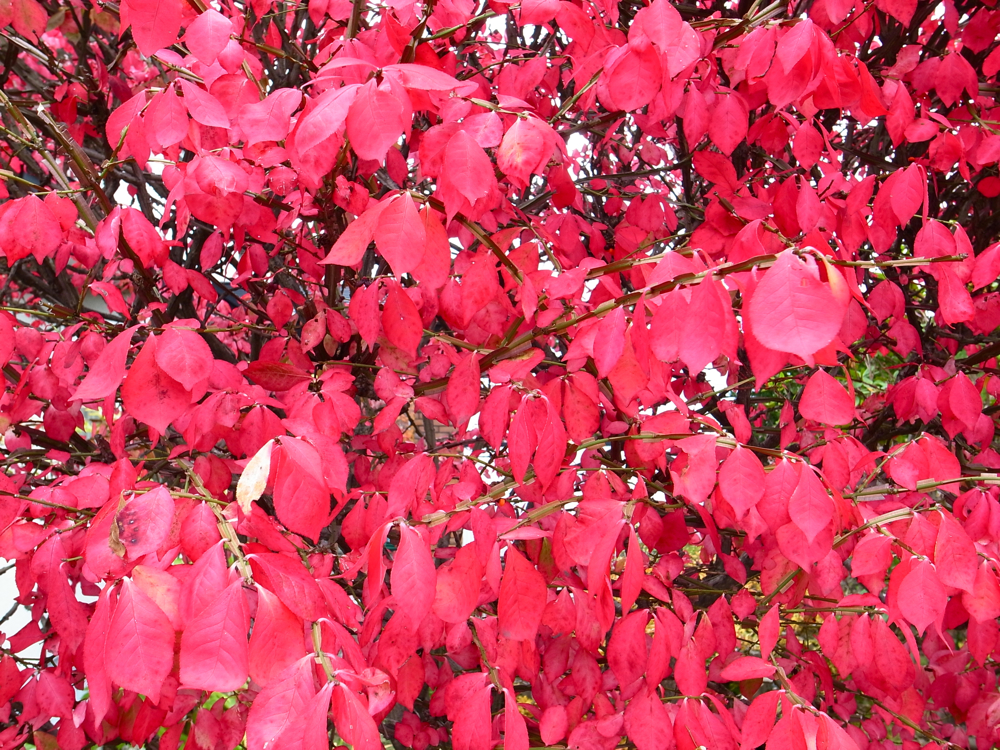 f:id:elmikamino:20121031103449j:image:w600