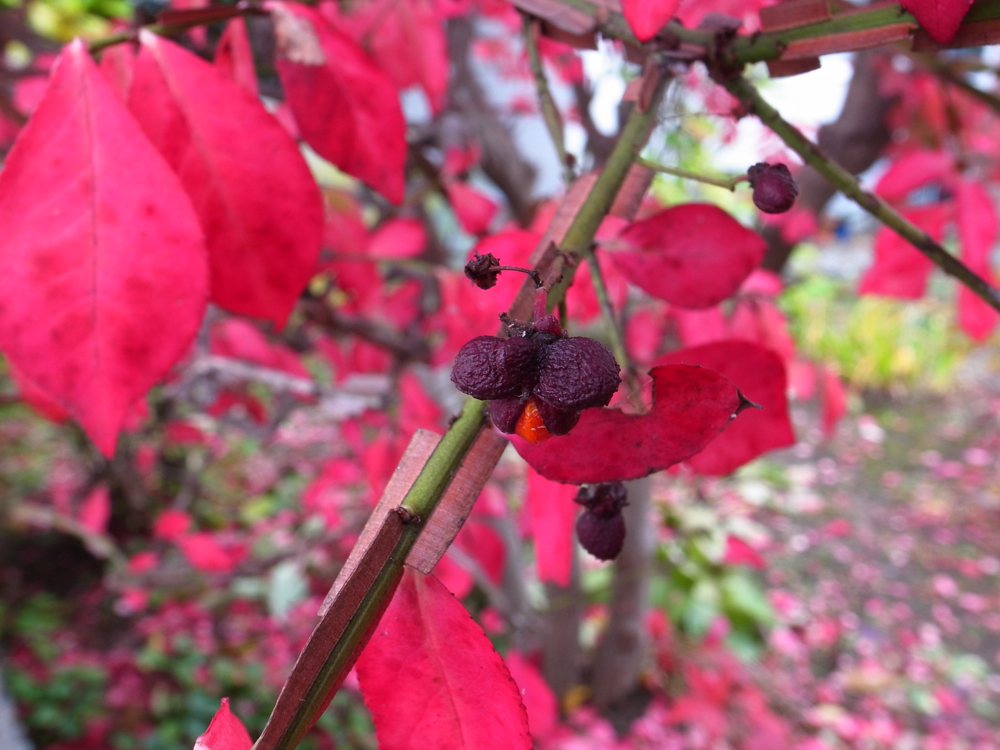 f:id:elmikamino:20121031103527j:image:w600