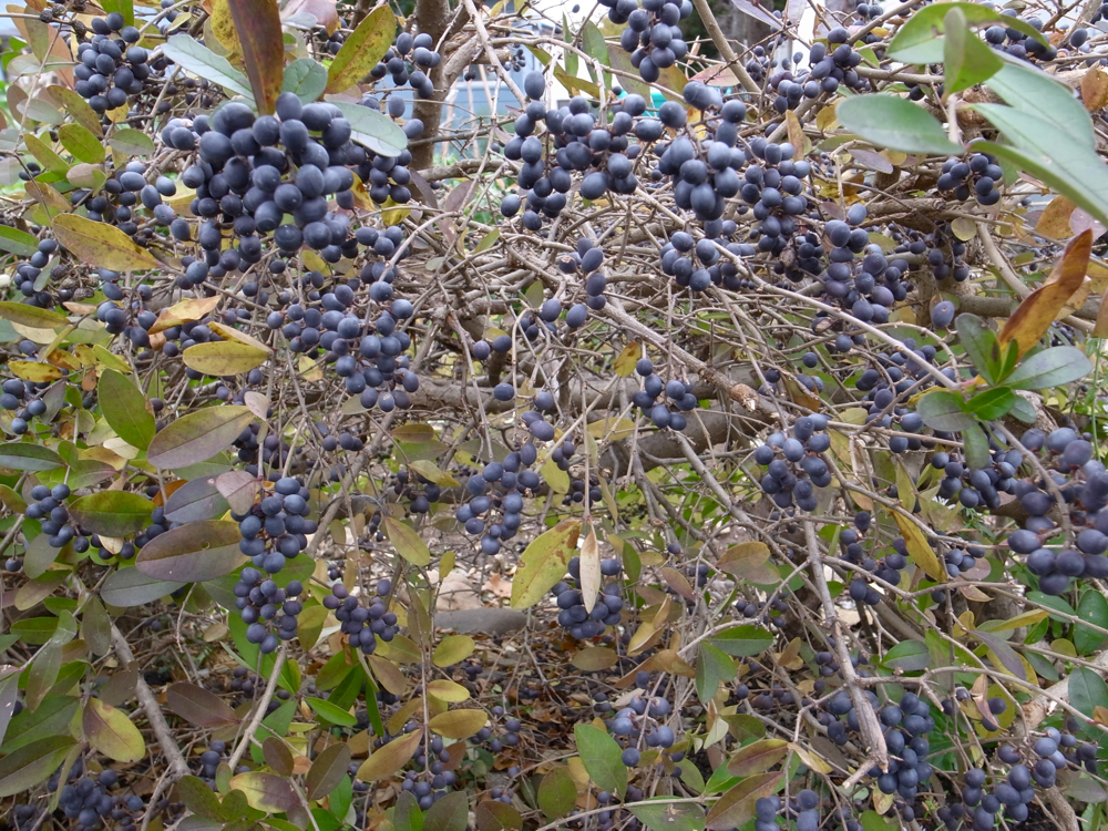 f:id:elmikamino:20121031103900j:image:w600