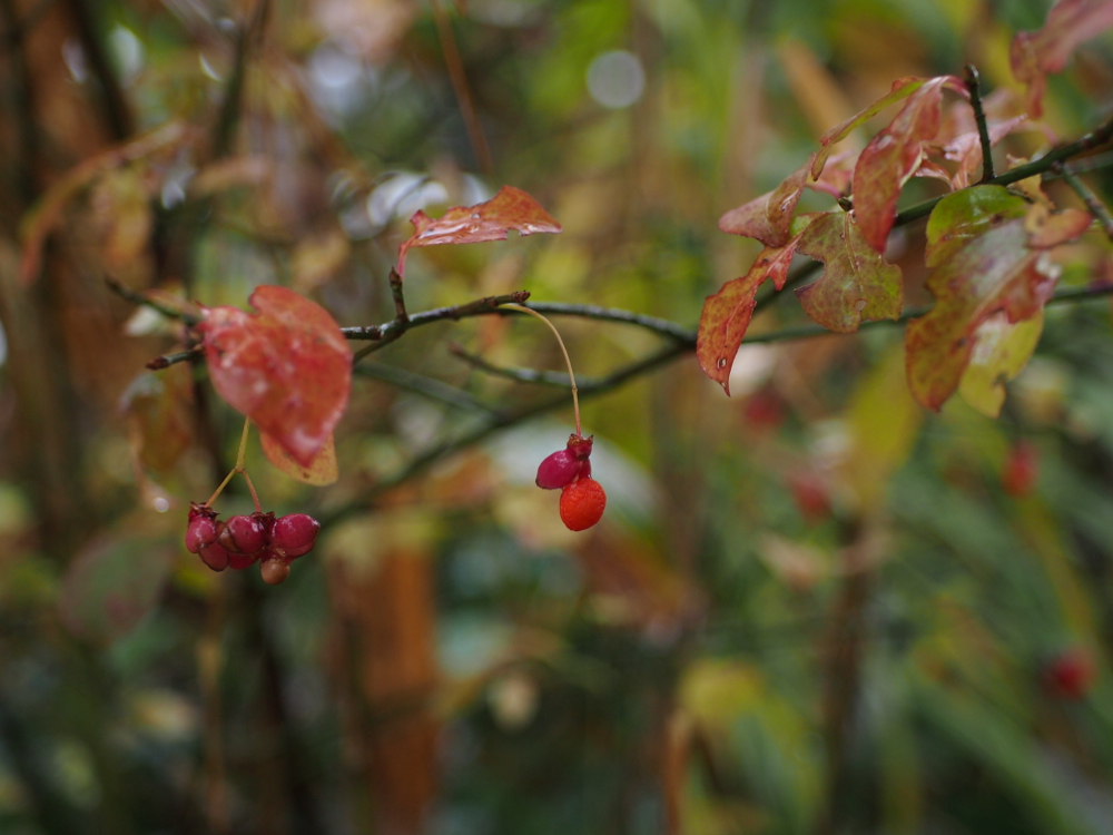 f:id:elmikamino:20121102095331j:image:w600