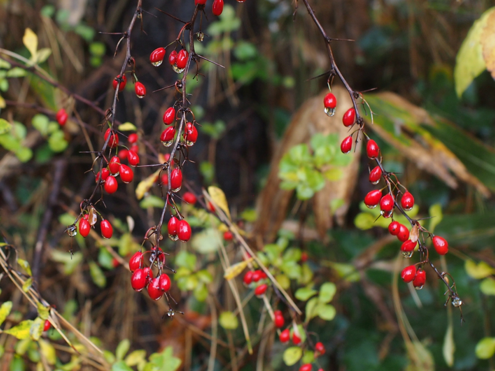 f:id:elmikamino:20121102095724j:image:w600