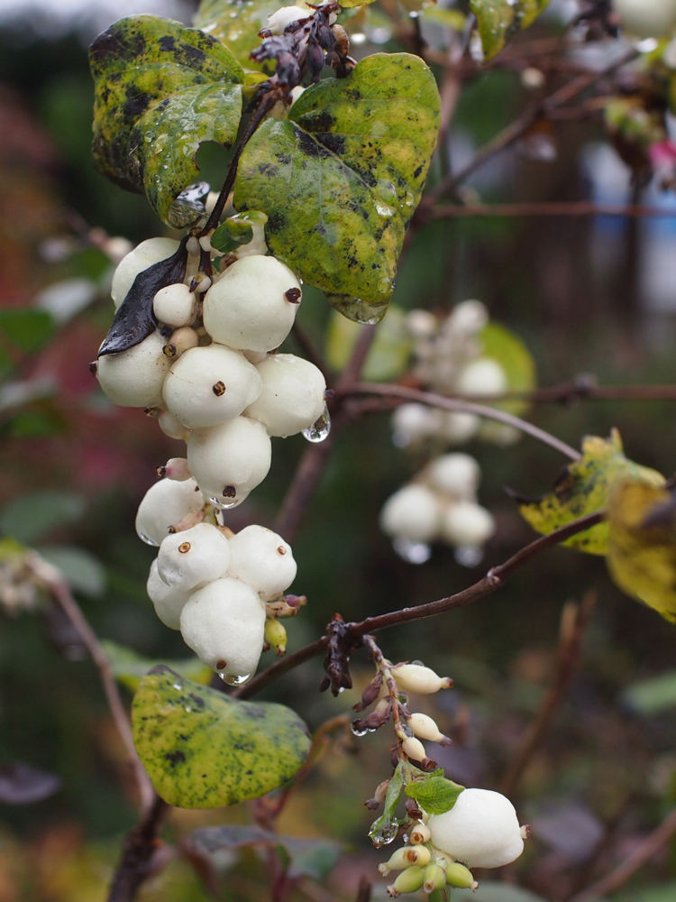 f:id:elmikamino:20121102100948j:image:w600