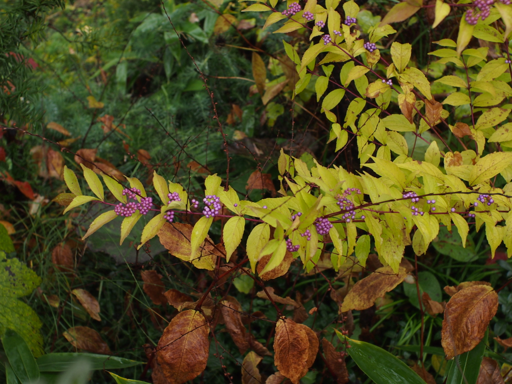 f:id:elmikamino:20121102101048j:image:w600