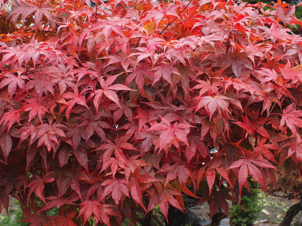 f:id:elmikamino:20121102101214j:image:w600