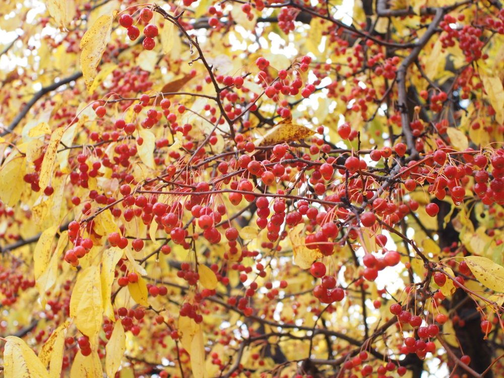 f:id:elmikamino:20121102102440j:image:w600