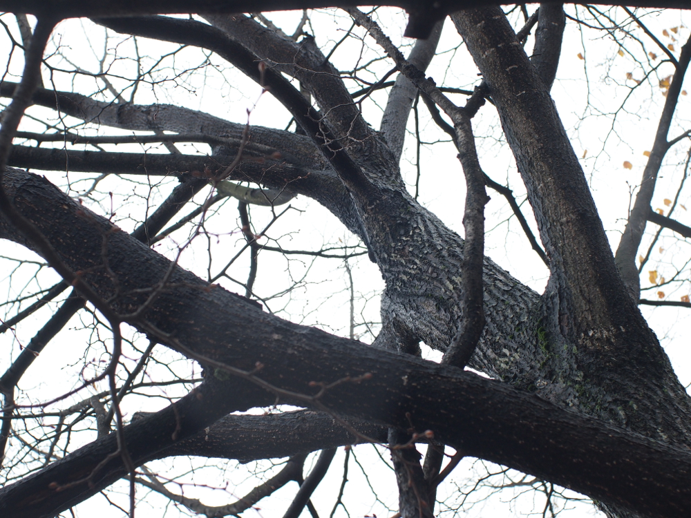 f:id:elmikamino:20121102102633j:image:w600
