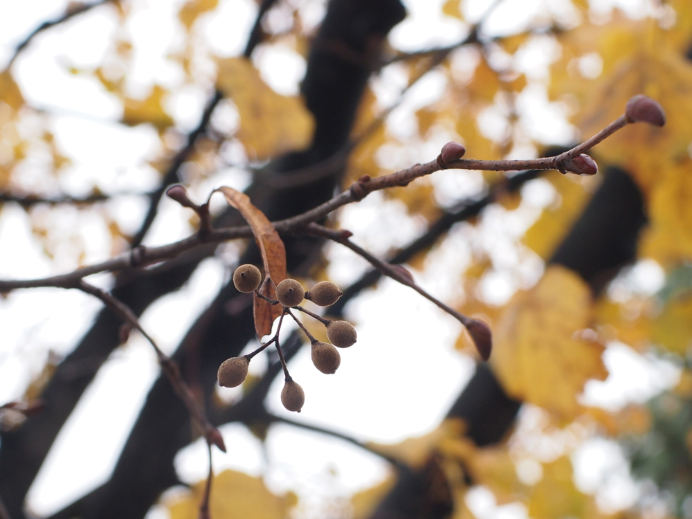 f:id:elmikamino:20121102102723j:image:w600