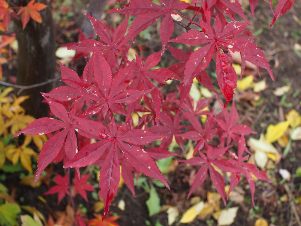 f:id:elmikamino:20121102102932j:image:w600