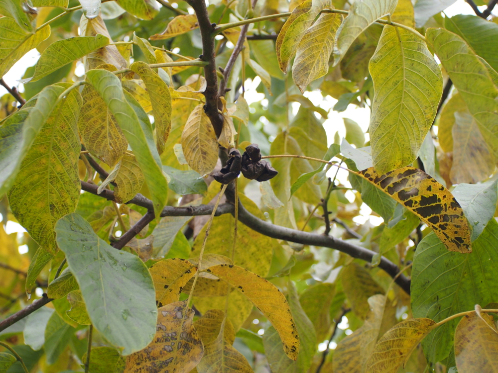 f:id:elmikamino:20121102103218j:image:w600