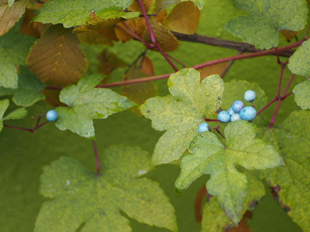 f:id:elmikamino:20121102103805j:image:w600